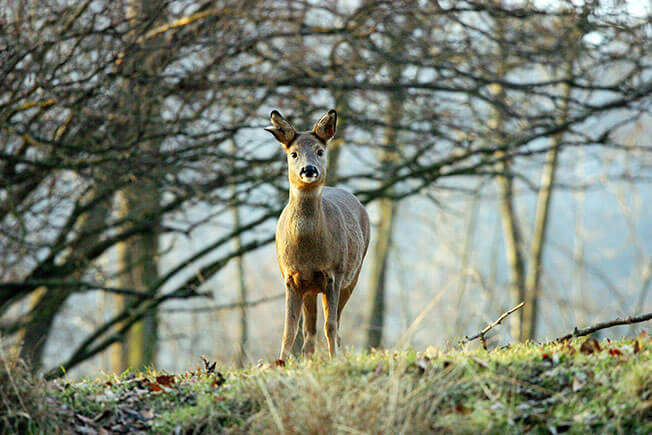 Wildnispark Zürich